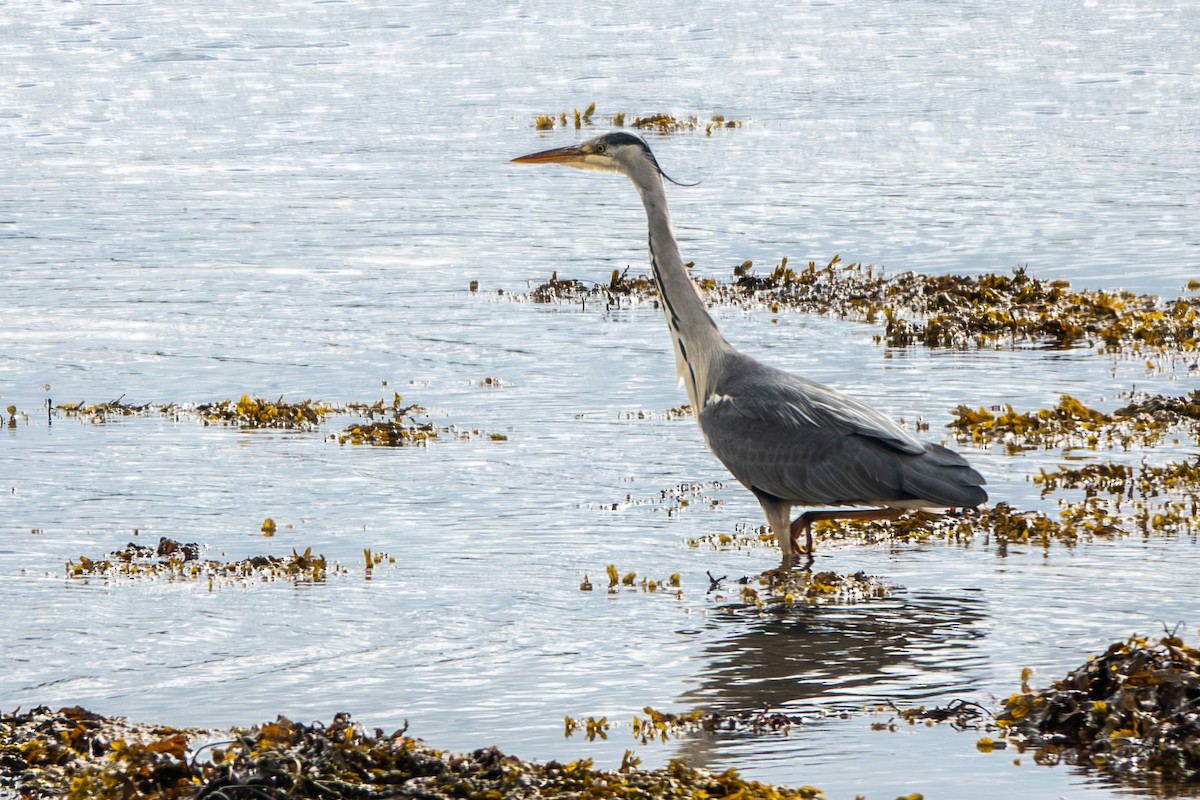 Gray Heron - Allee Forsberg