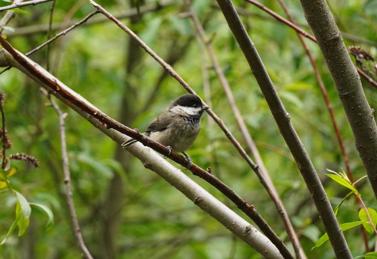 Sichuan Tit - ML621699115