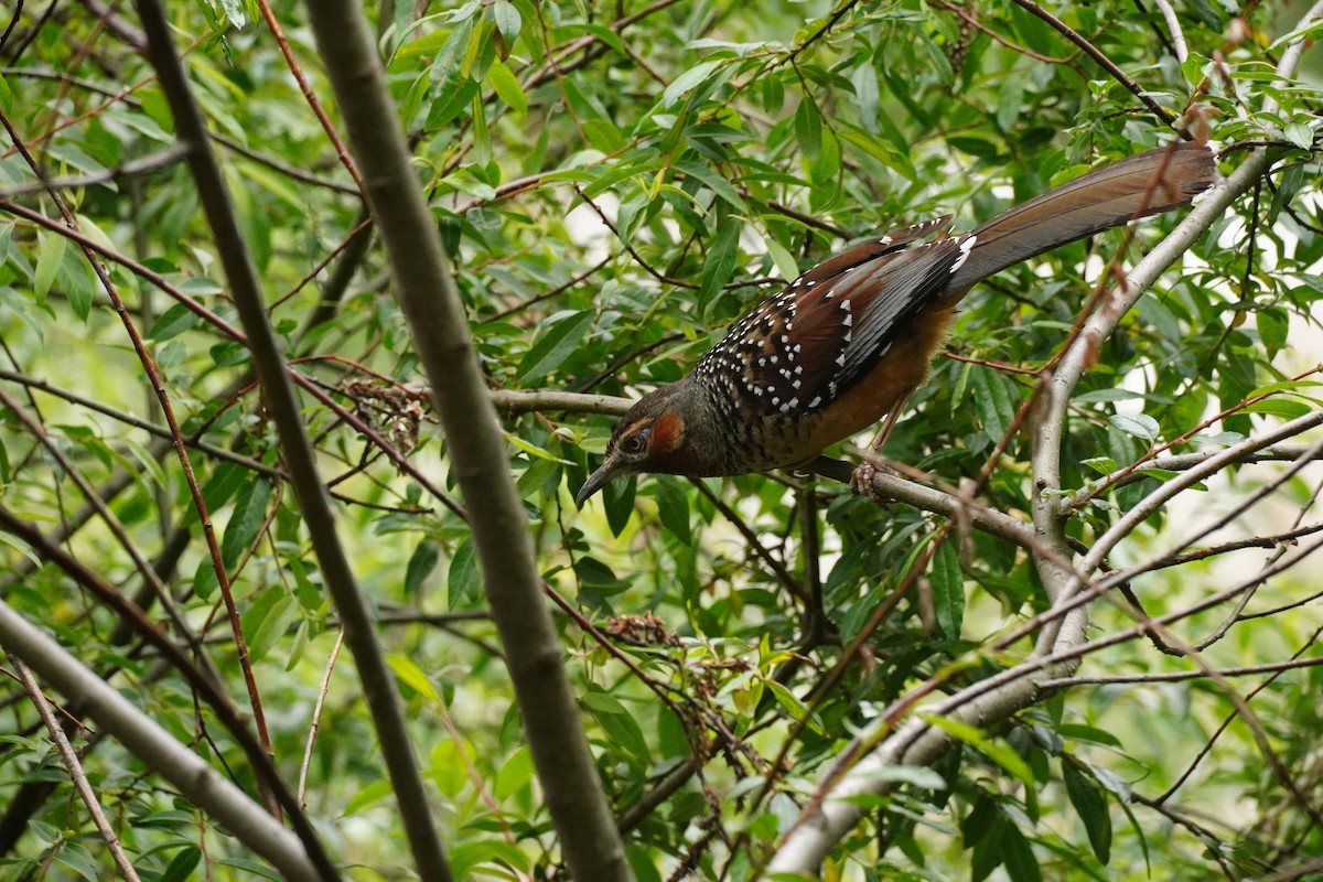 Giant Laughingthrush - ML621699146