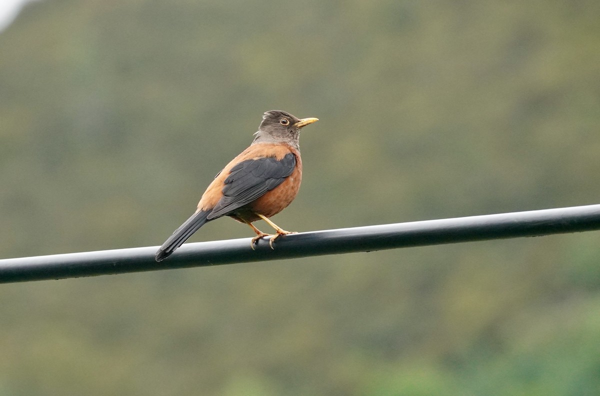 Chestnut Thrush - ML621699168