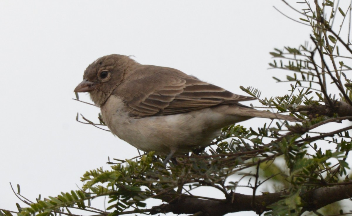 Yellow-spotted Bush Sparrow - ML621699178