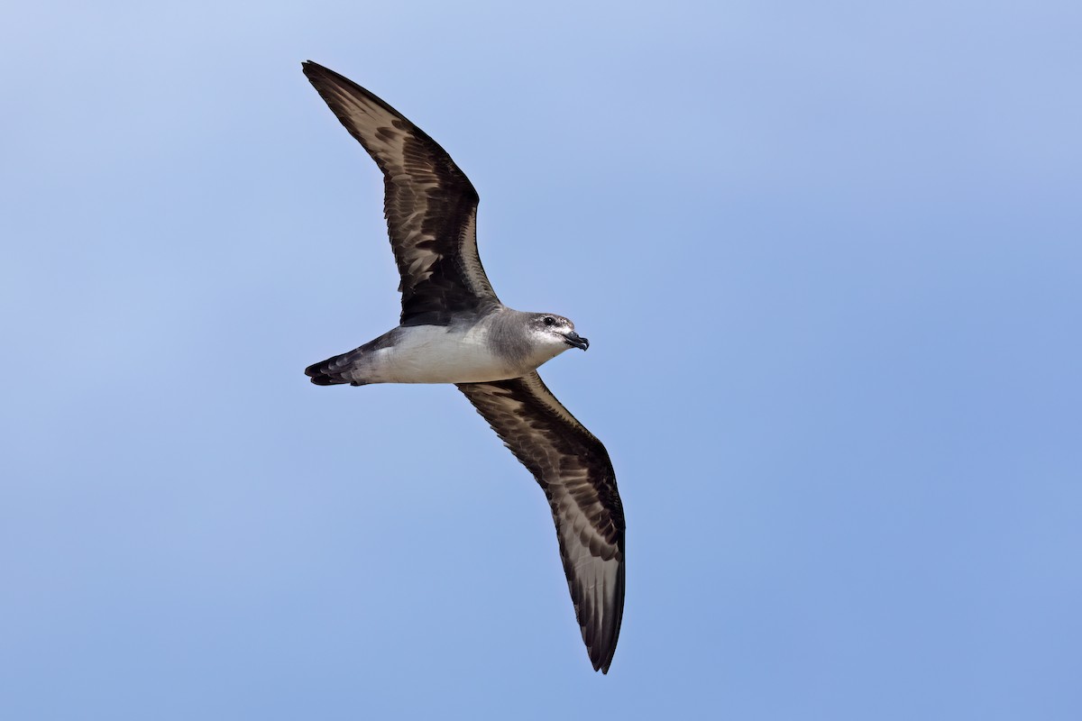 Herald Petrel - Rohan Clarke