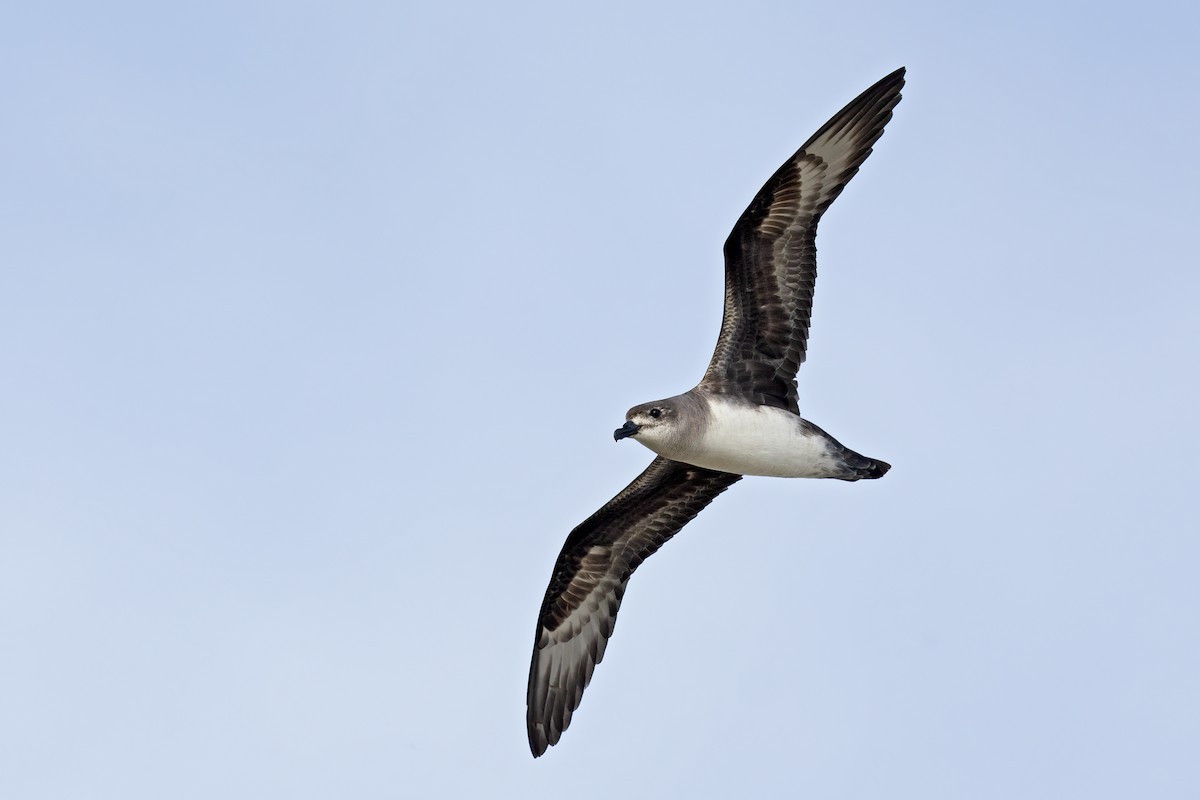 Herald Petrel - ML621699212