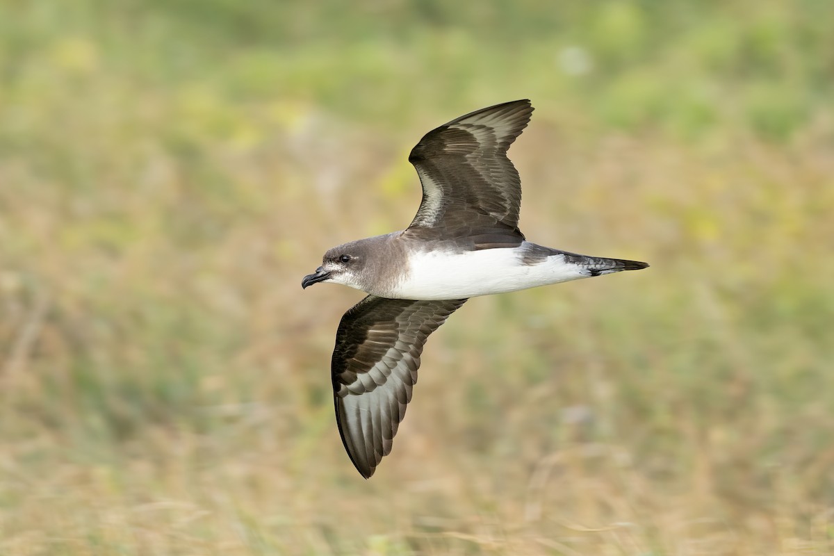 Herald Petrel - ML621699213