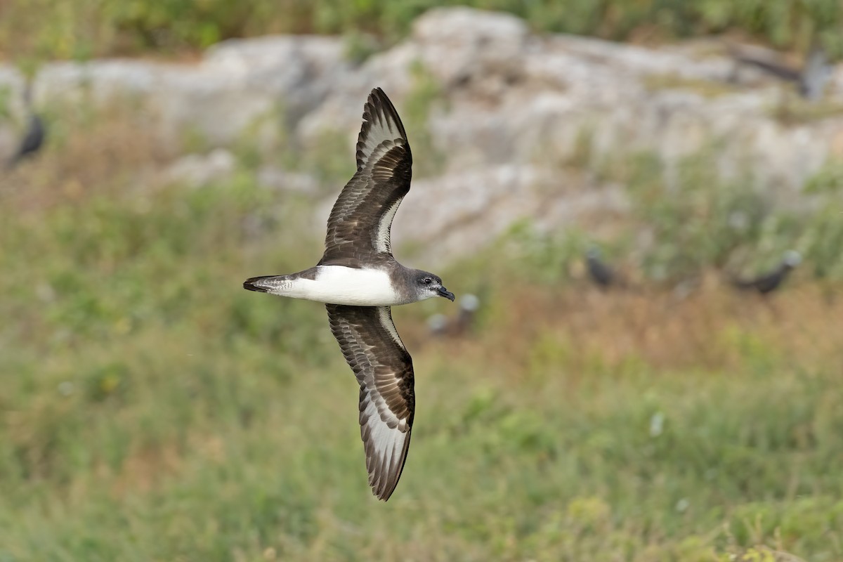 Herald Petrel - ML621699214