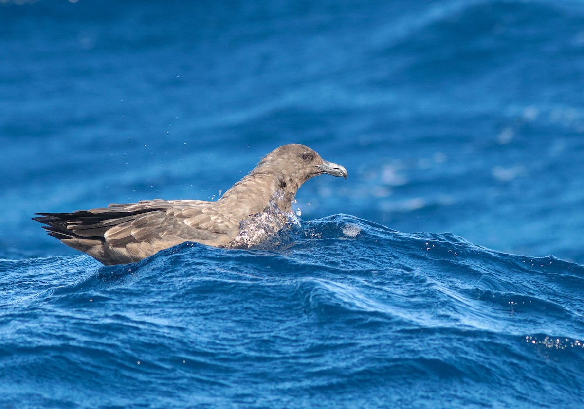 Brown Skua - ML621699238