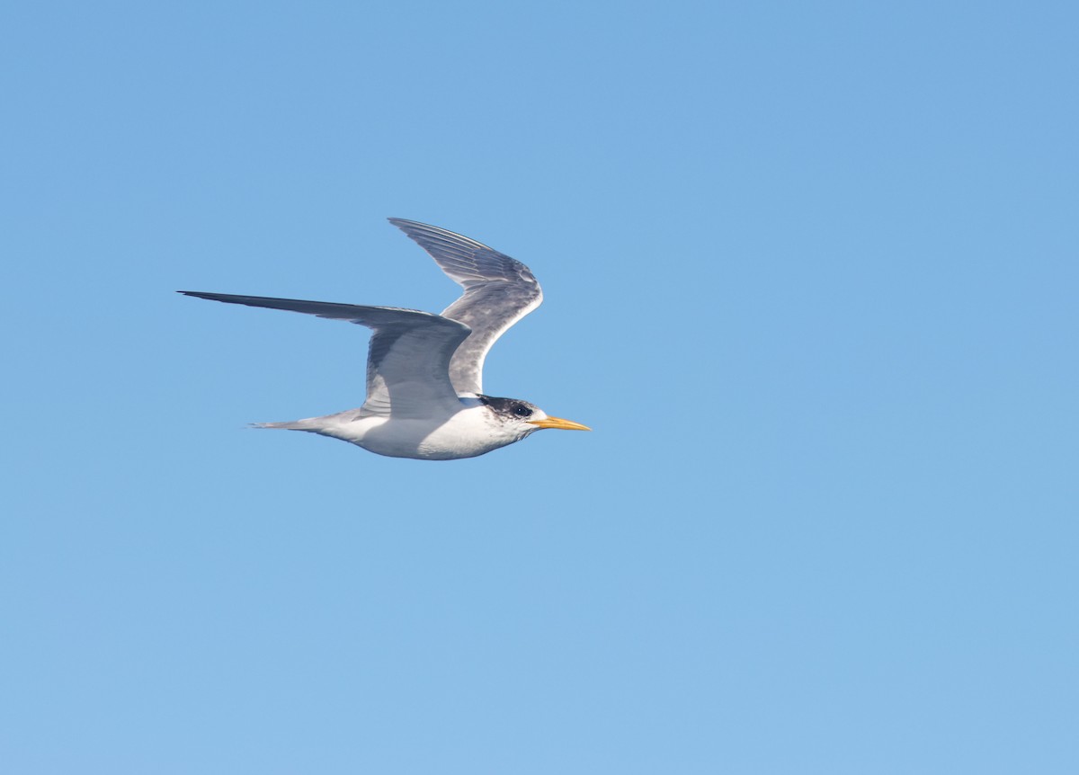 Great Crested Tern - ML621699244