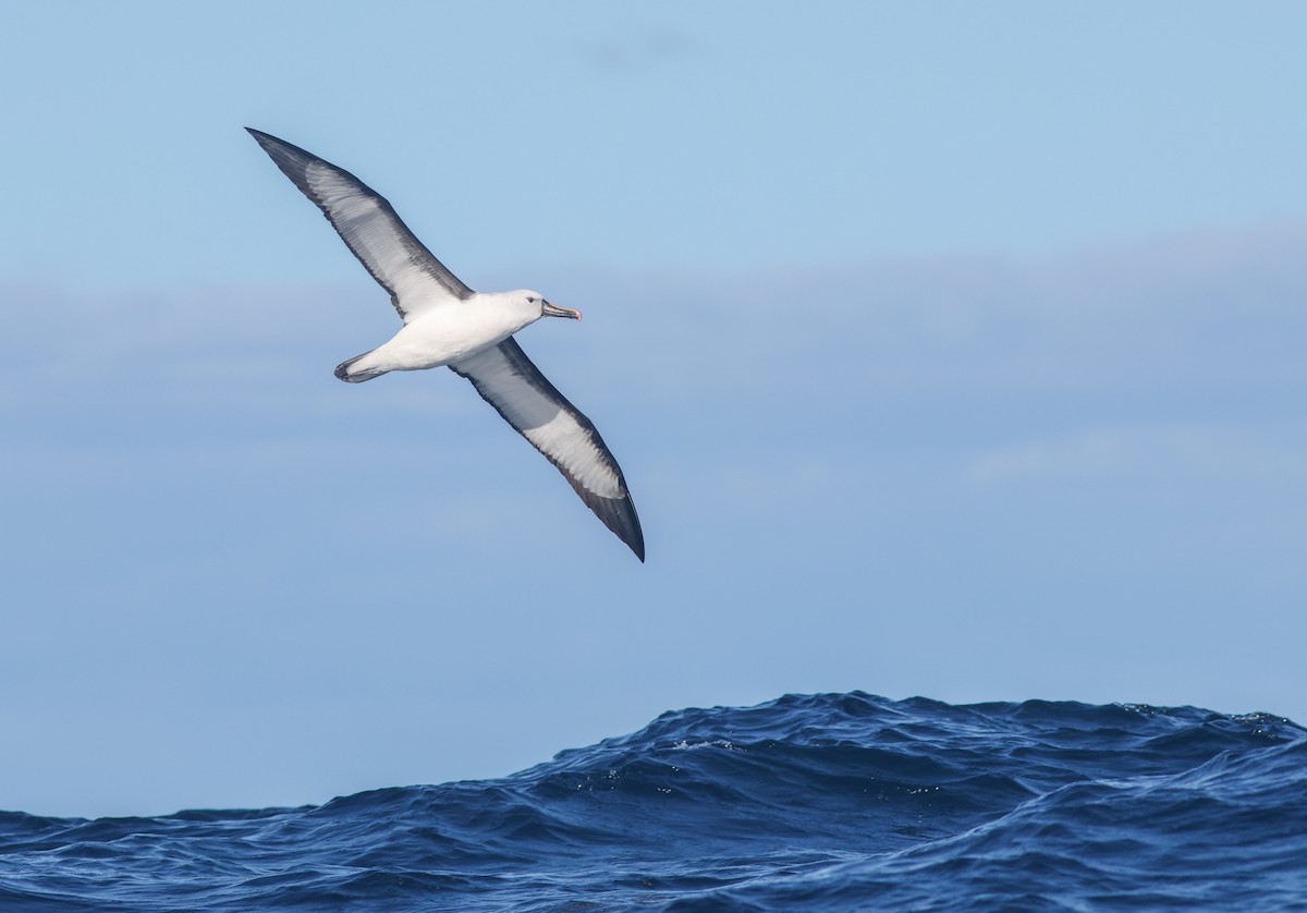 Indian Yellow-nosed Albatross - ML621699248