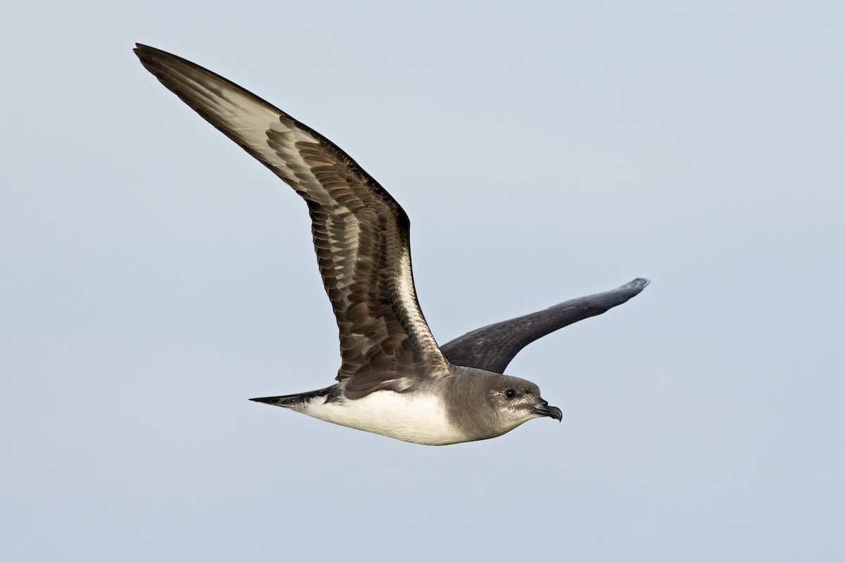 Herald Petrel - ML621699252