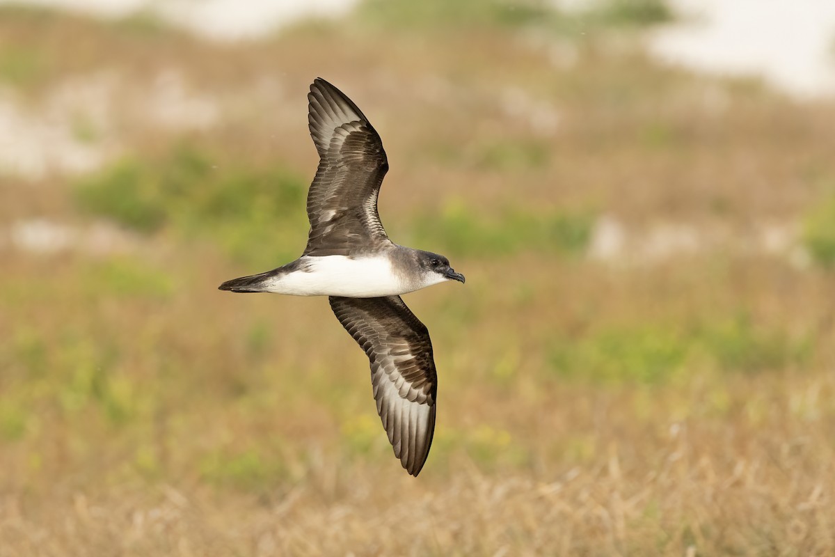 Herald Petrel - ML621699253