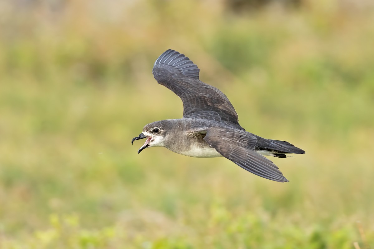 Herald Petrel - ML621699255