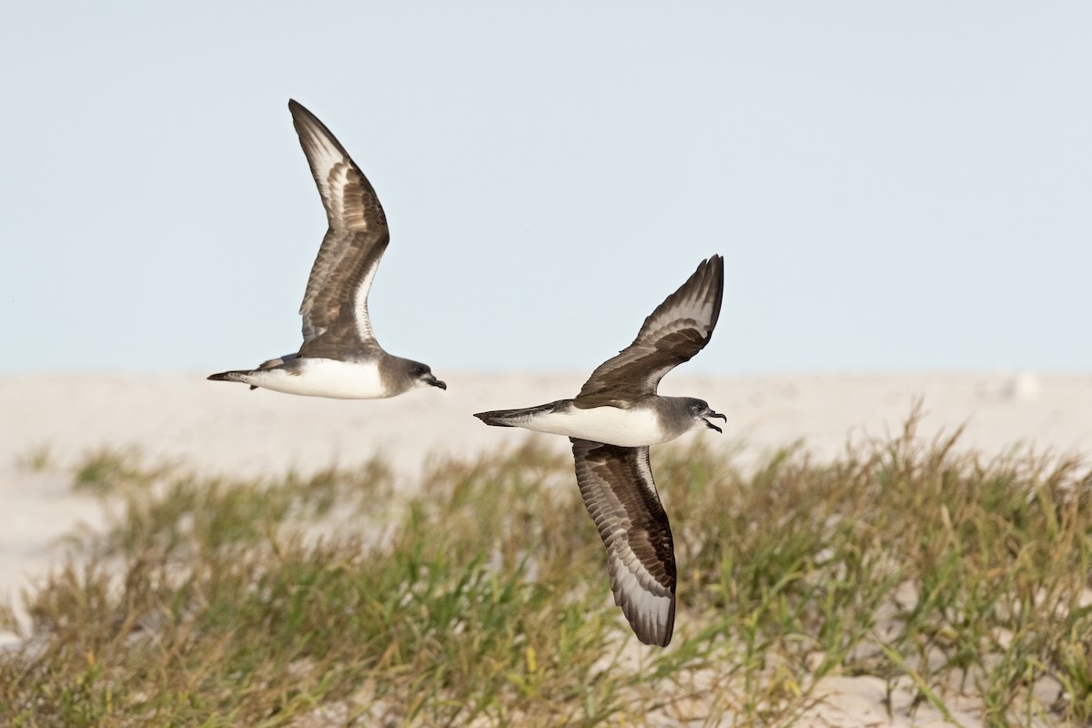 Herald Petrel - ML621699256