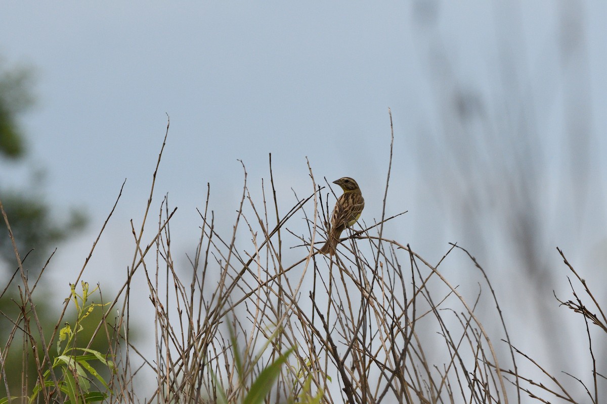 Yellow-breasted Bunting - ML621699257