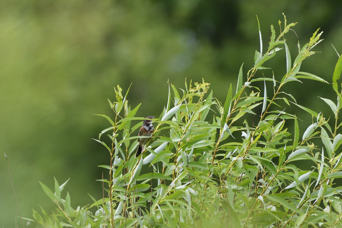 Chestnut-eared Bunting - ML621699261