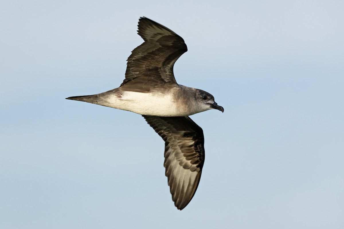 Herald Petrel - ML621699285