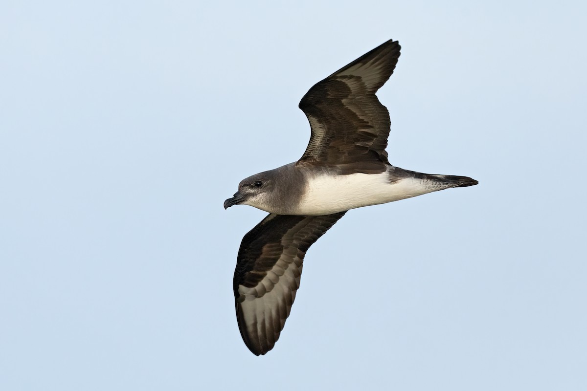 Petrel del Herald - ML621699286