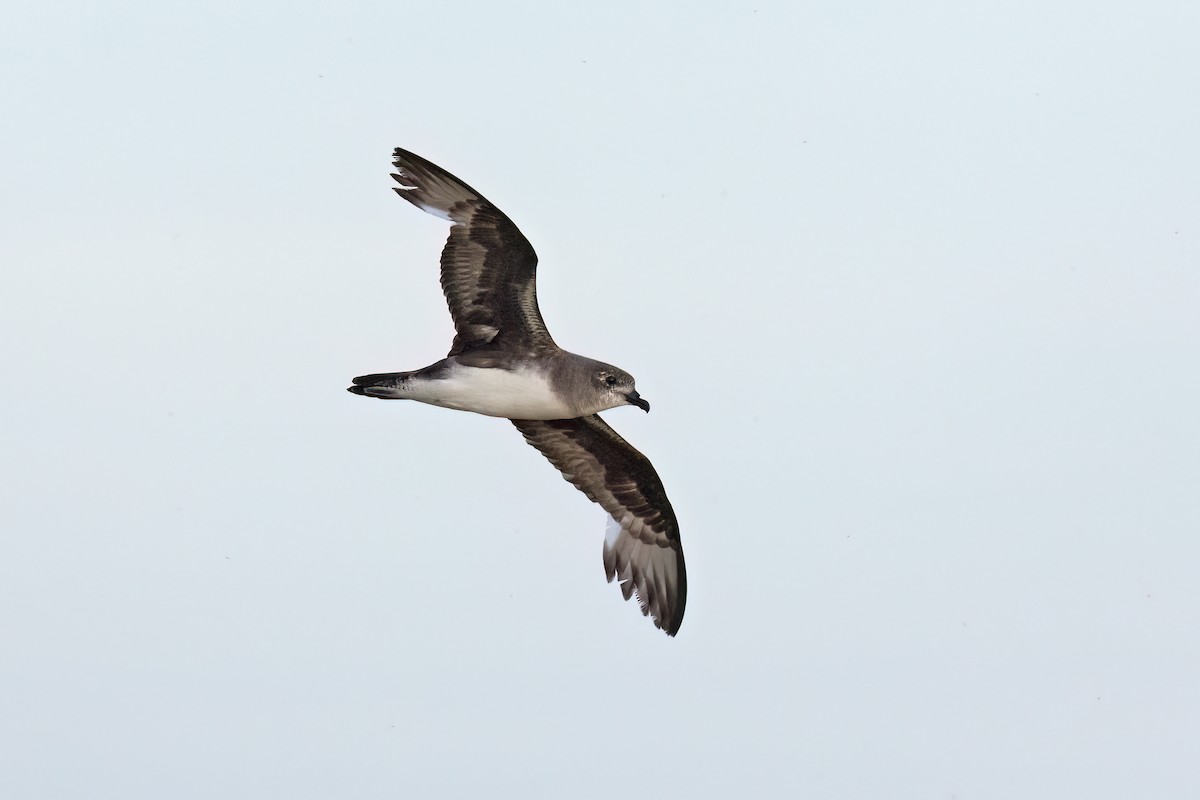 Herald Petrel - ML621699287