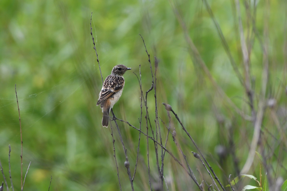 Amur Stonechat - ML621699288