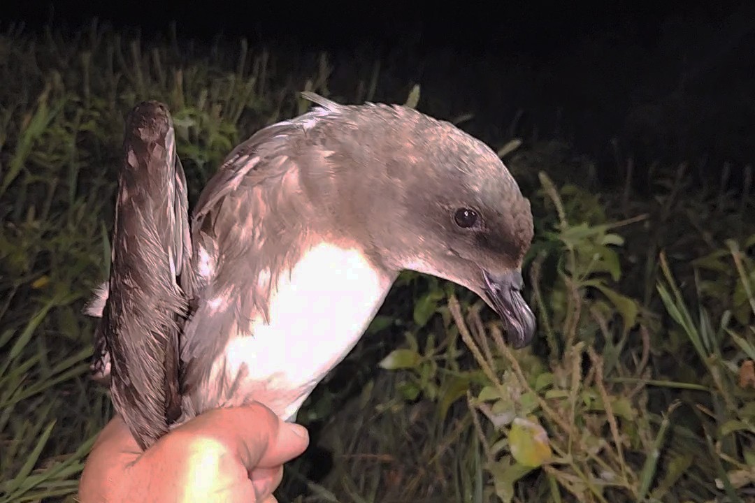 Phoenix Petrel - Rohan Clarke