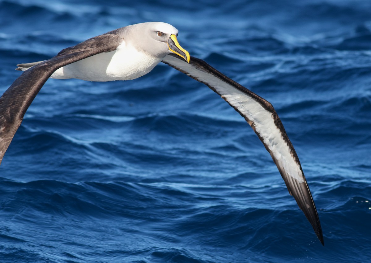 Buller's Albatross - ML621699323