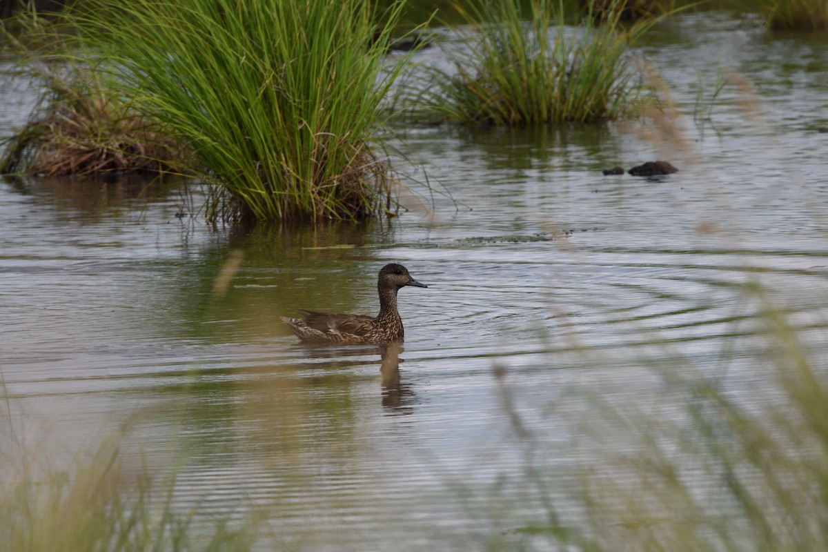 Falcated Duck - ML621699324