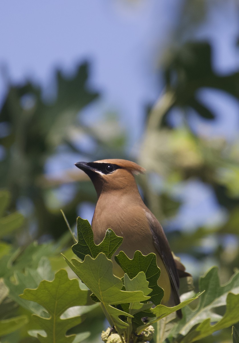 Cedar Waxwing - ML621699325