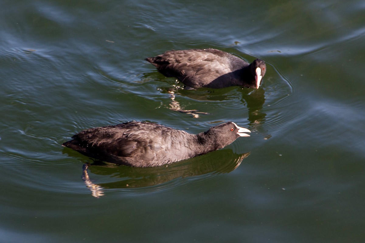 Eurasian Coot - Ido Ben-Itzhak