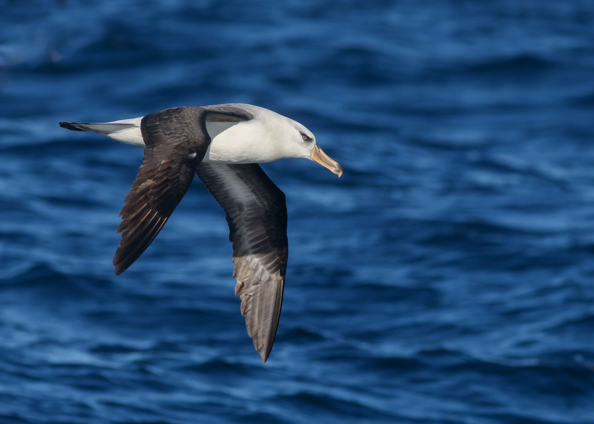Black-browed Albatross (Campbell) - ML621699359