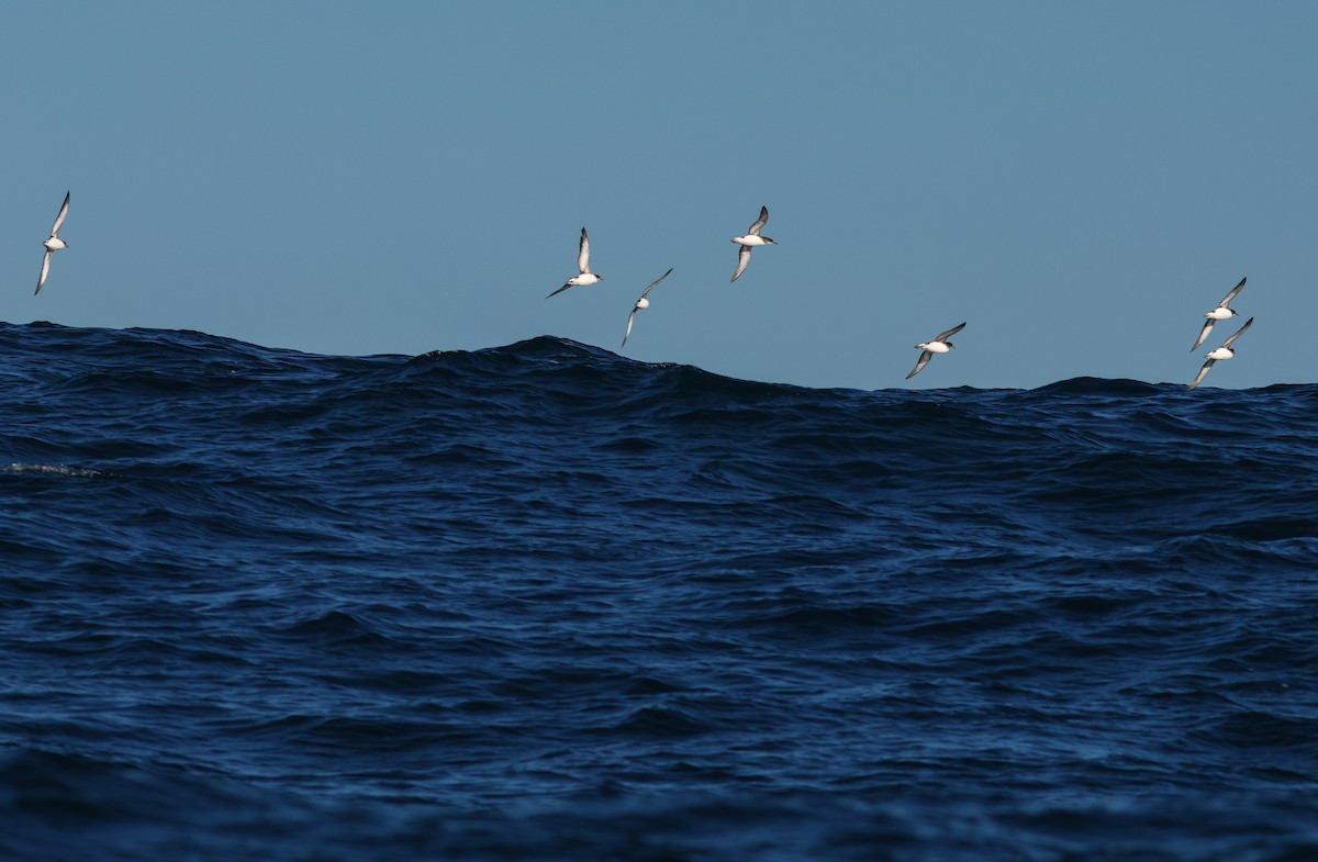 Fluttering Shearwater - Greg McLachlan