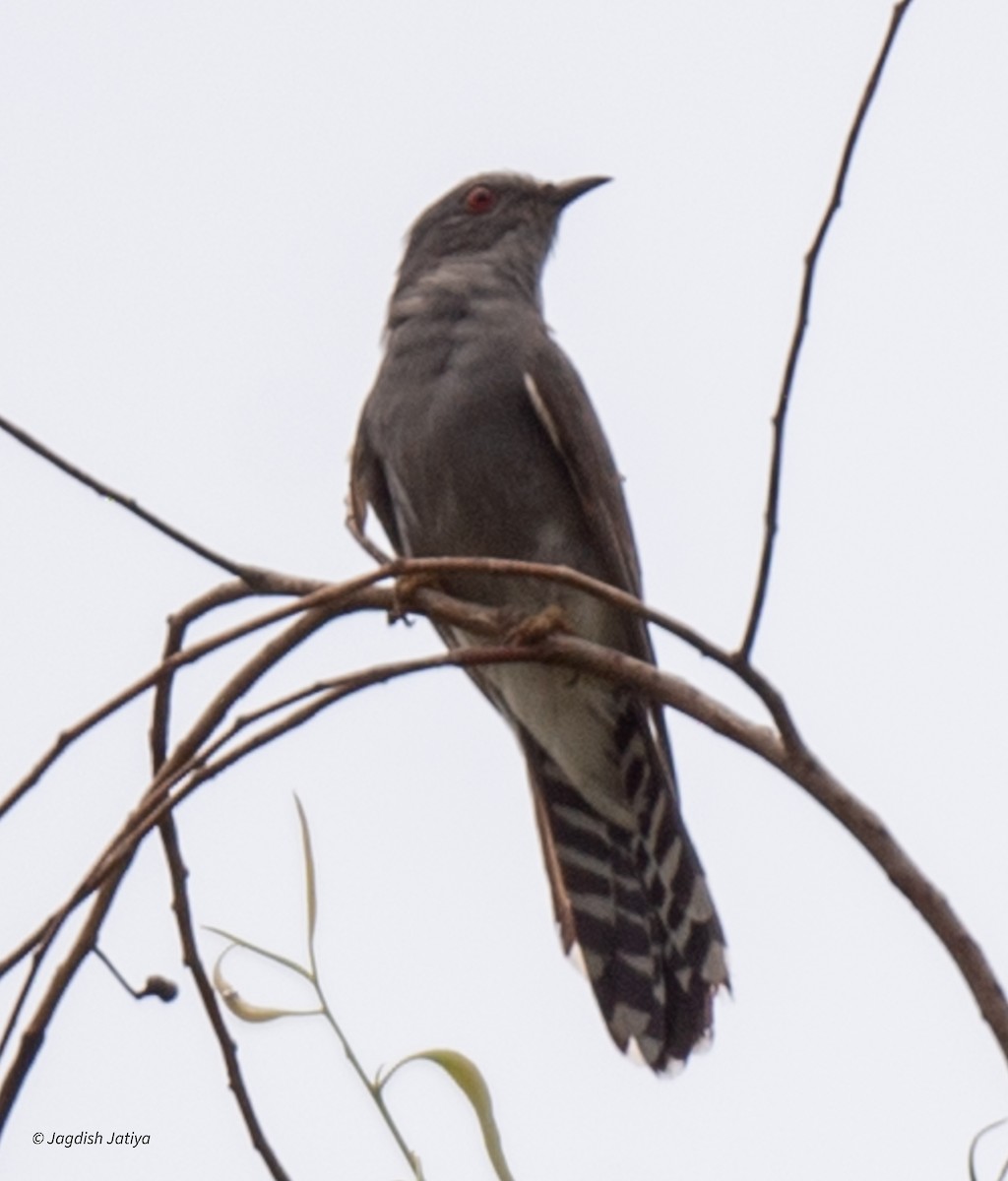 Gray-bellied Cuckoo - ML621699395