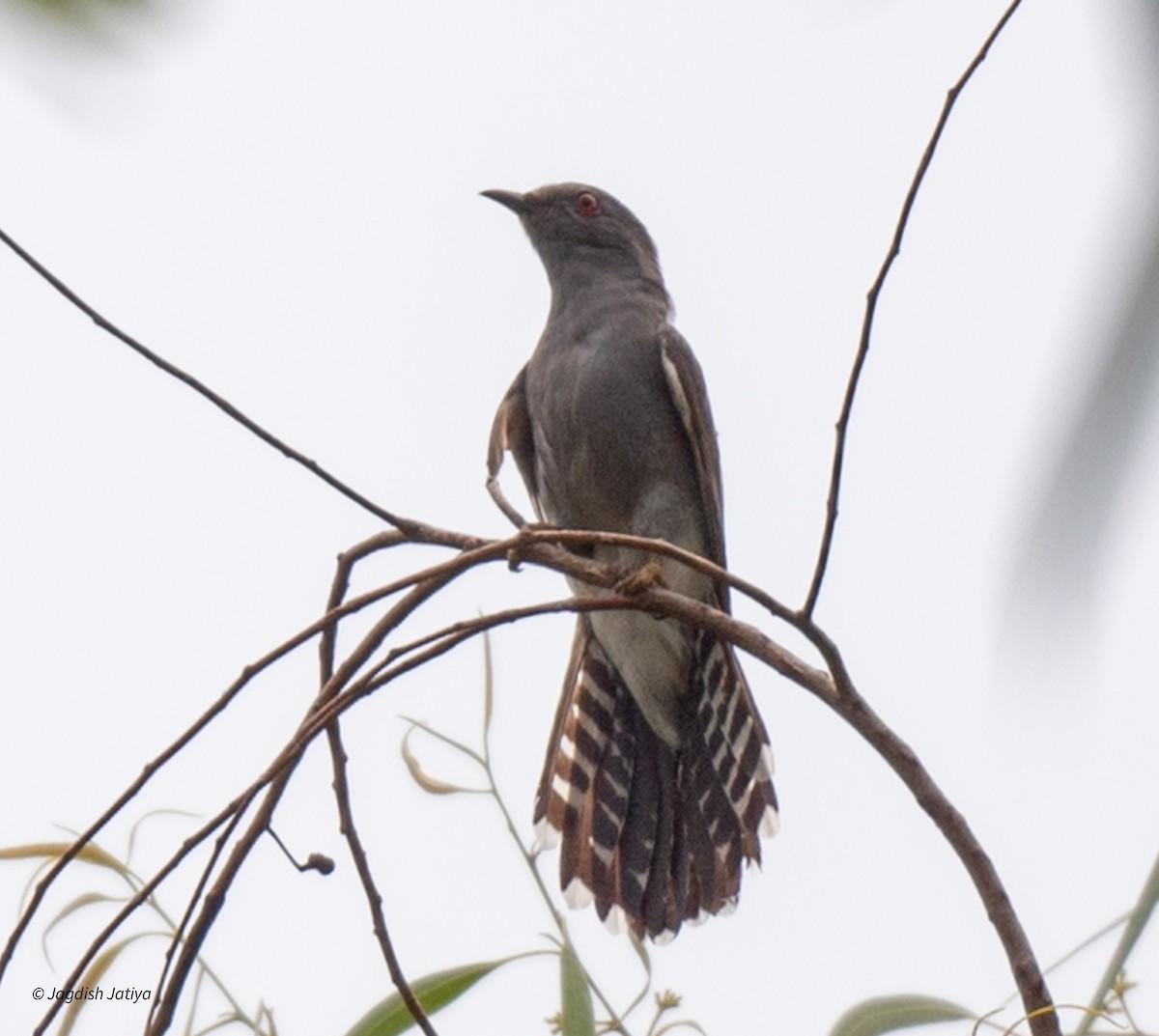 Gray-bellied Cuckoo - ML621699396