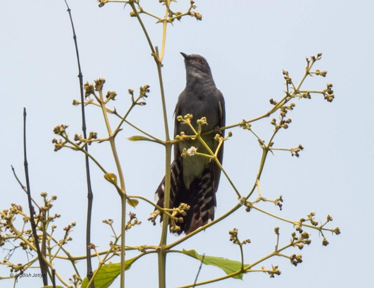 Gray-bellied Cuckoo - ML621699397