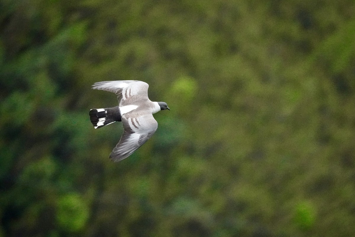 Snow Pigeon - ML621699403