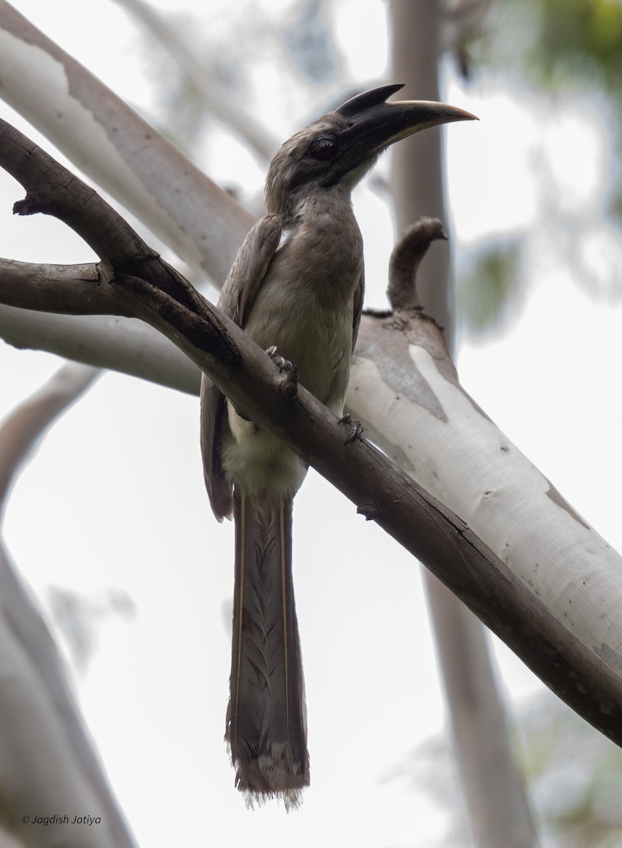 Indian Gray Hornbill - ML621699410