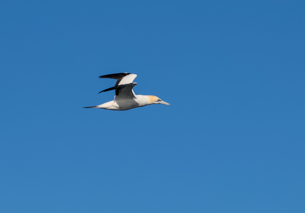 Australasian Gannet - ML621699411