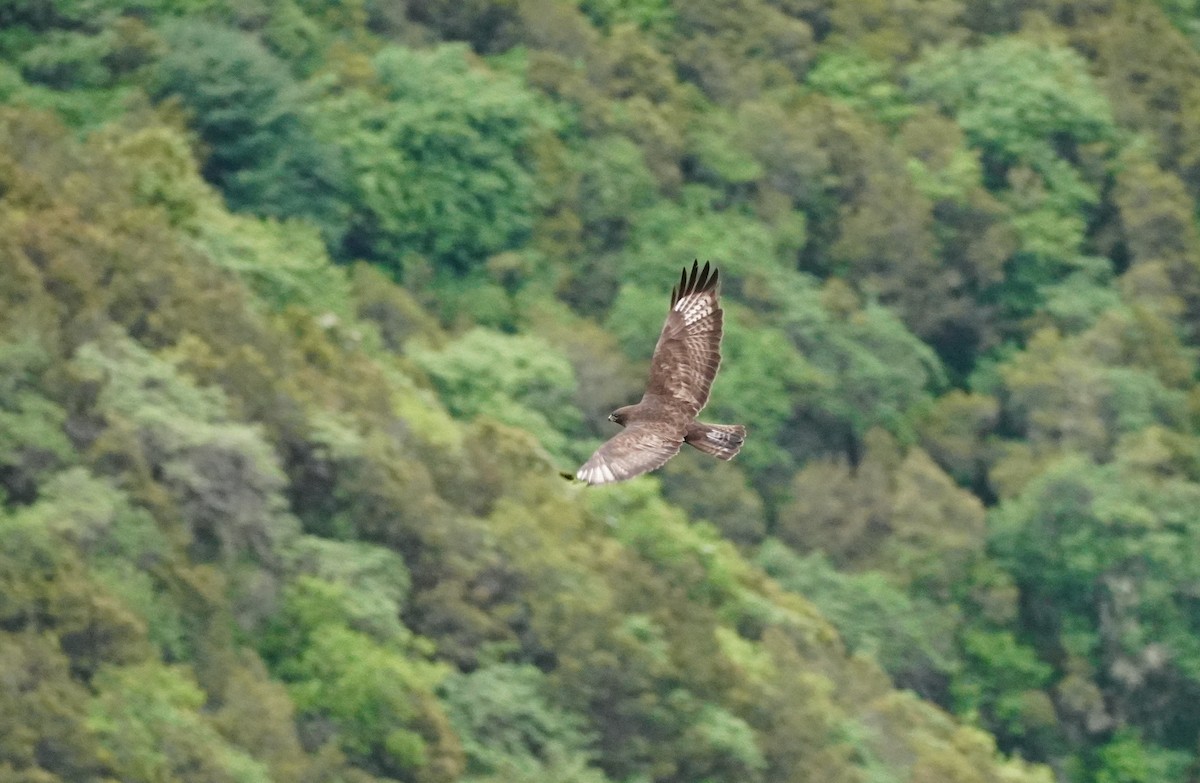 Himalayan Buzzard - ML621699422