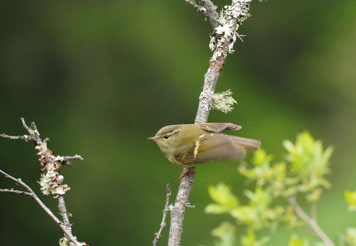 Buff-barred Warbler - ML621699428