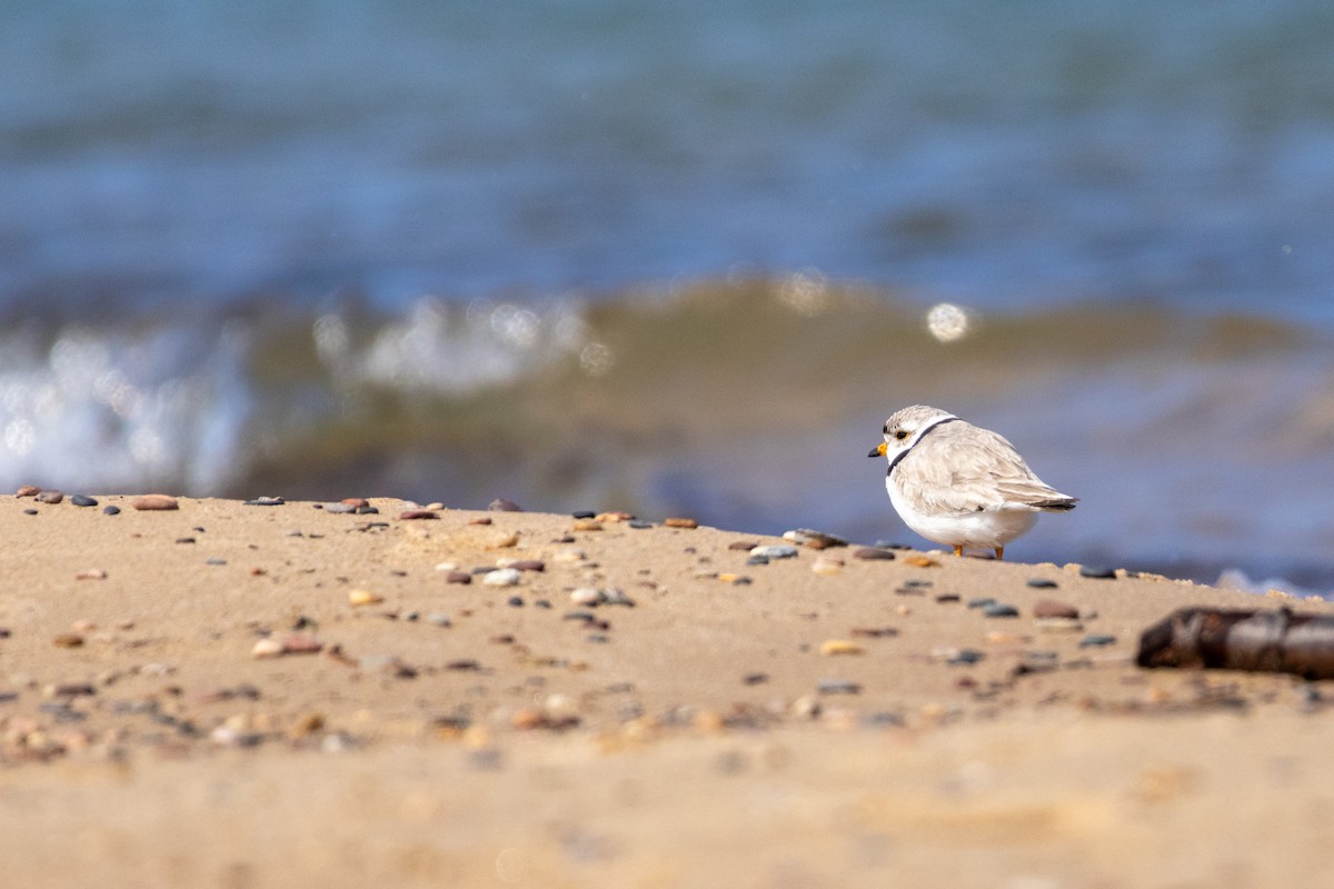 Piping Plover - ML621699498