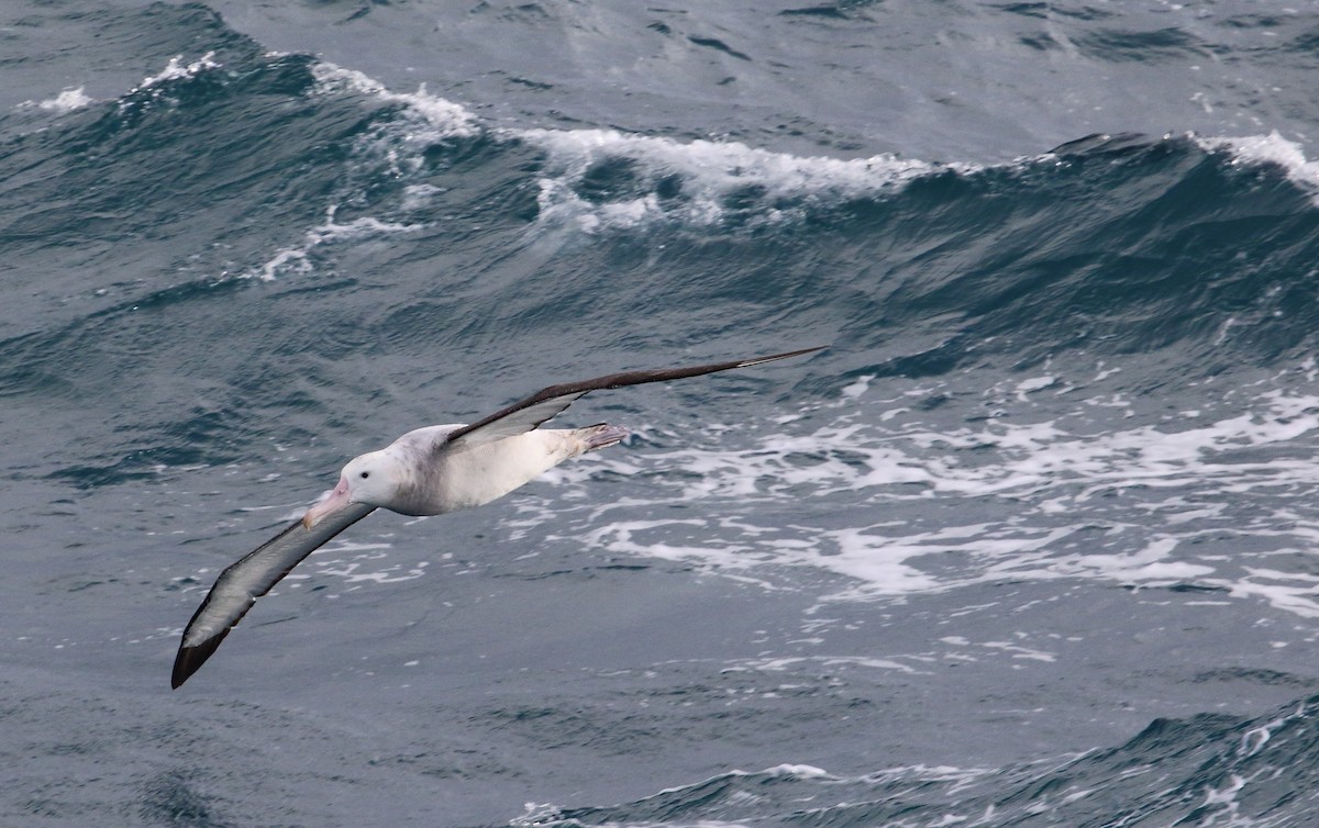 Snowy Albatross - ML621699544