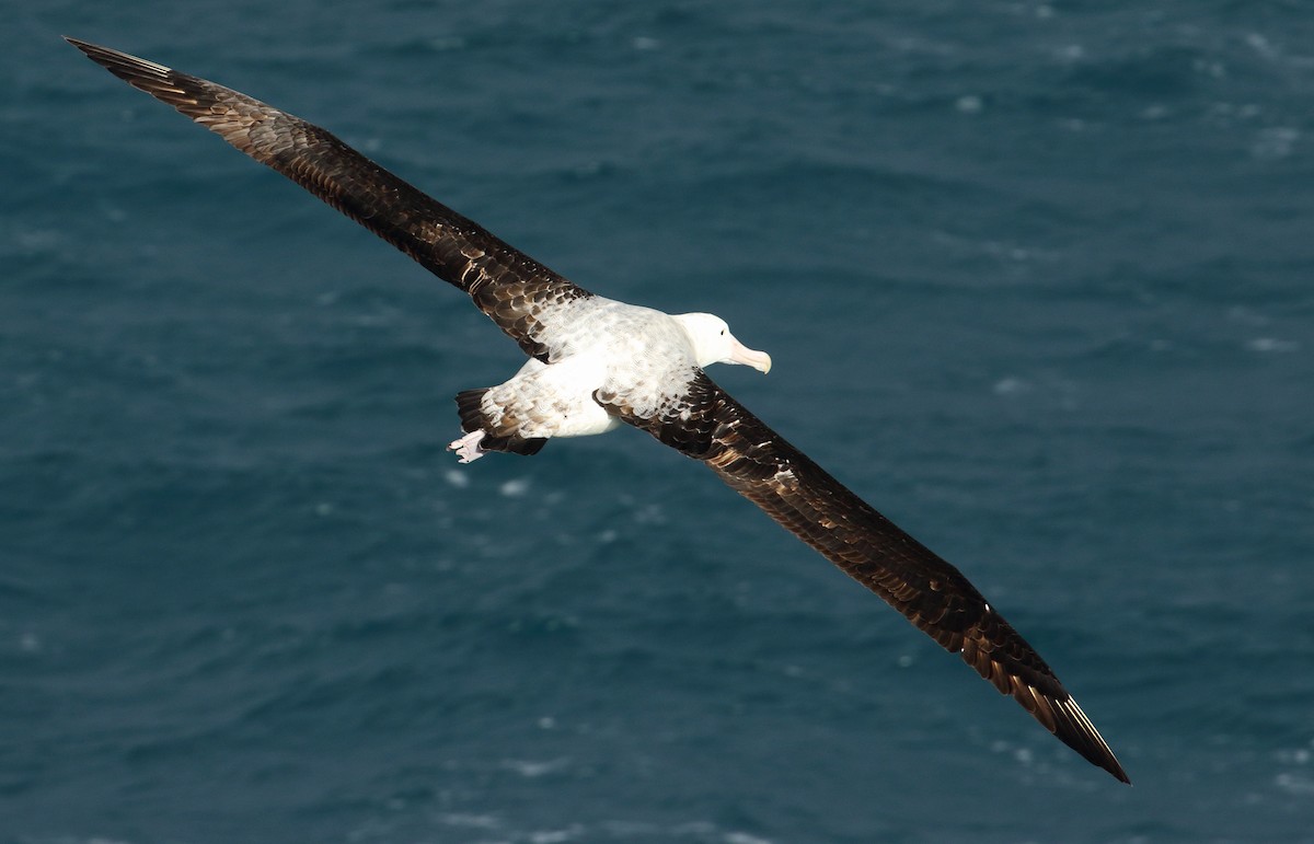 Snowy Albatross - ML621699554