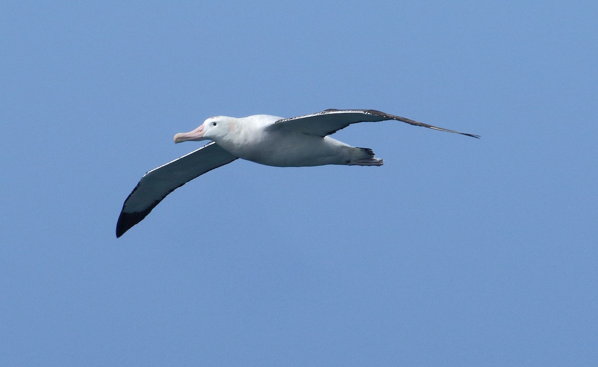 Snowy Albatross - ML621699561