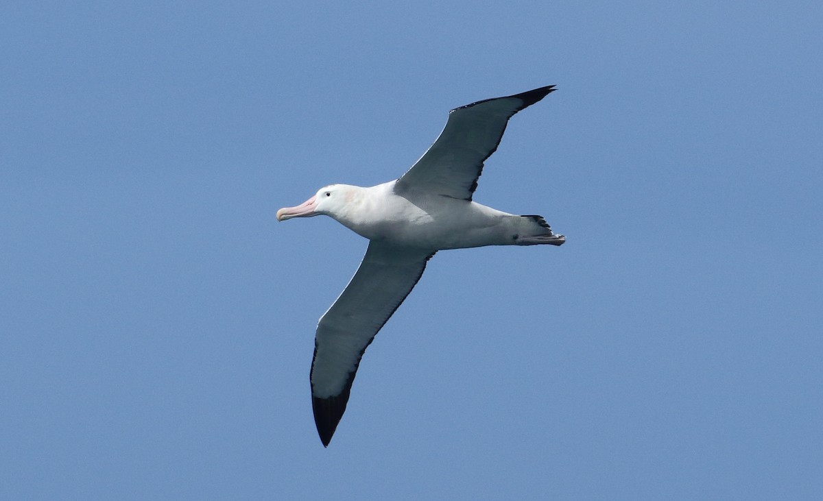 Snowy Albatross - ML621699562