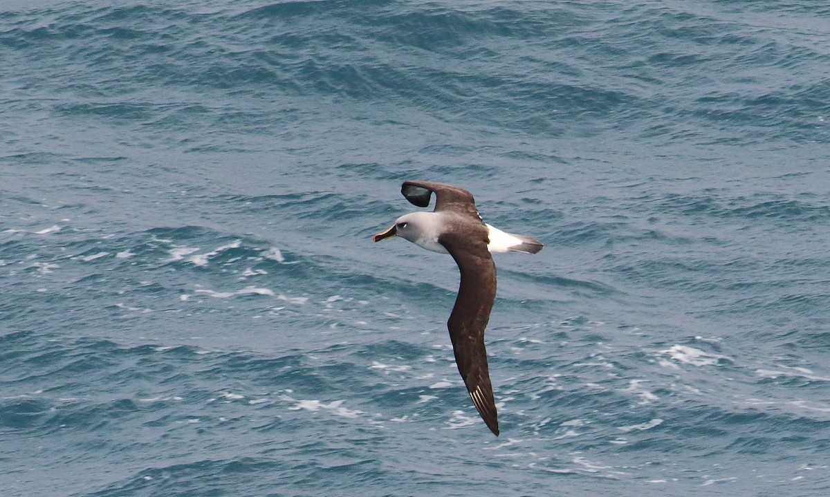 Gray-headed Albatross - ML621699571