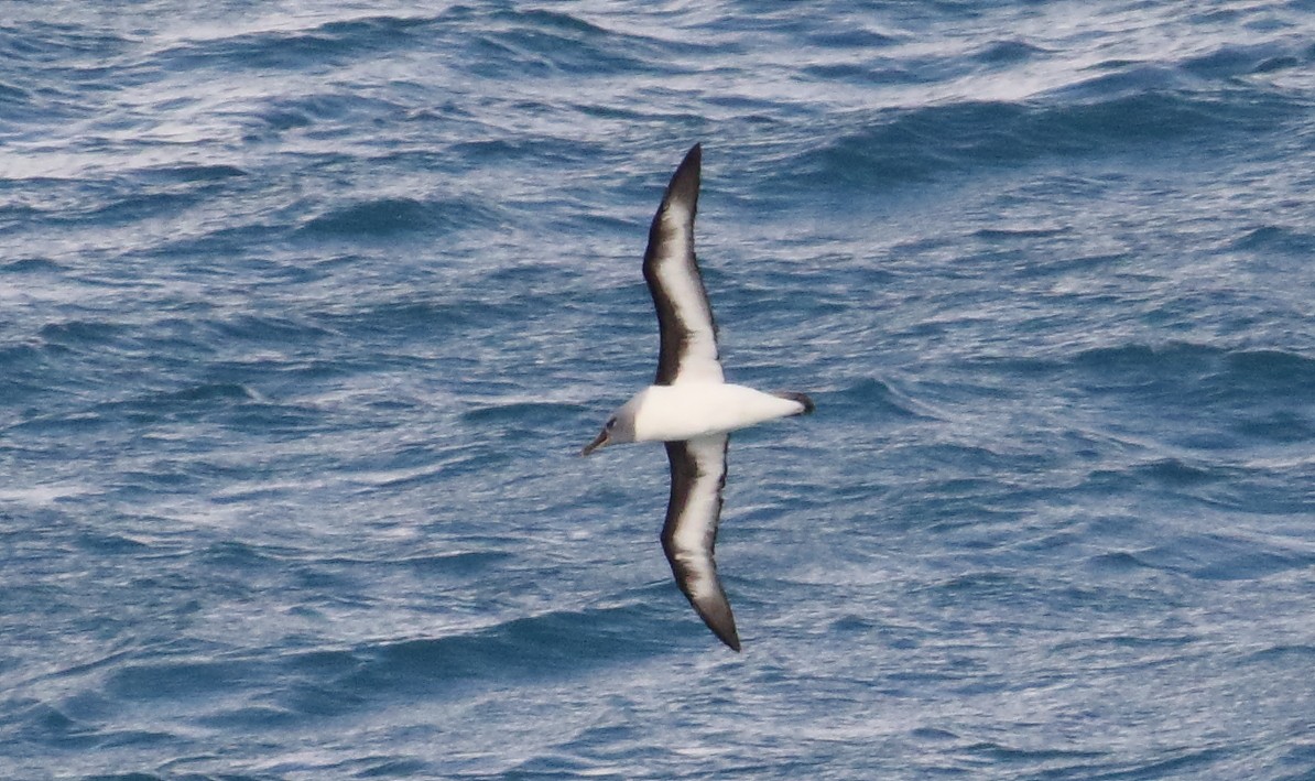 Gray-headed Albatross - ML621699575