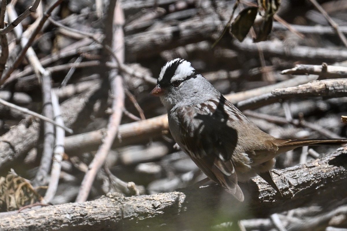 White-crowned Sparrow - ML621699579