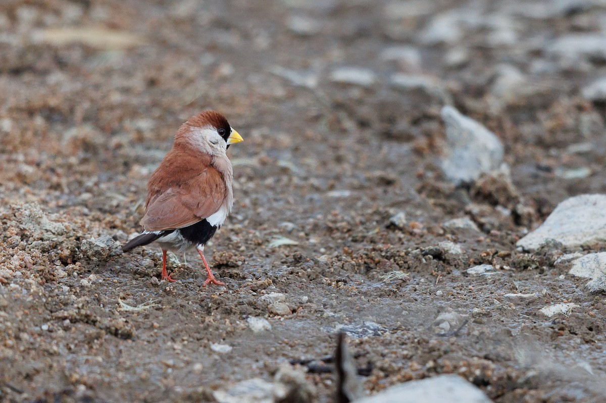 Masked Finch - ML621699590