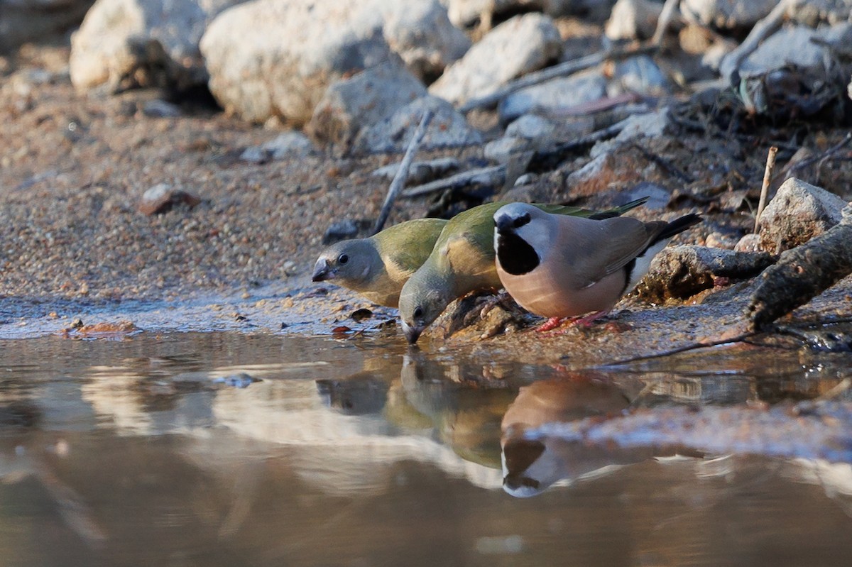 Gouldian Finch - ML621699593