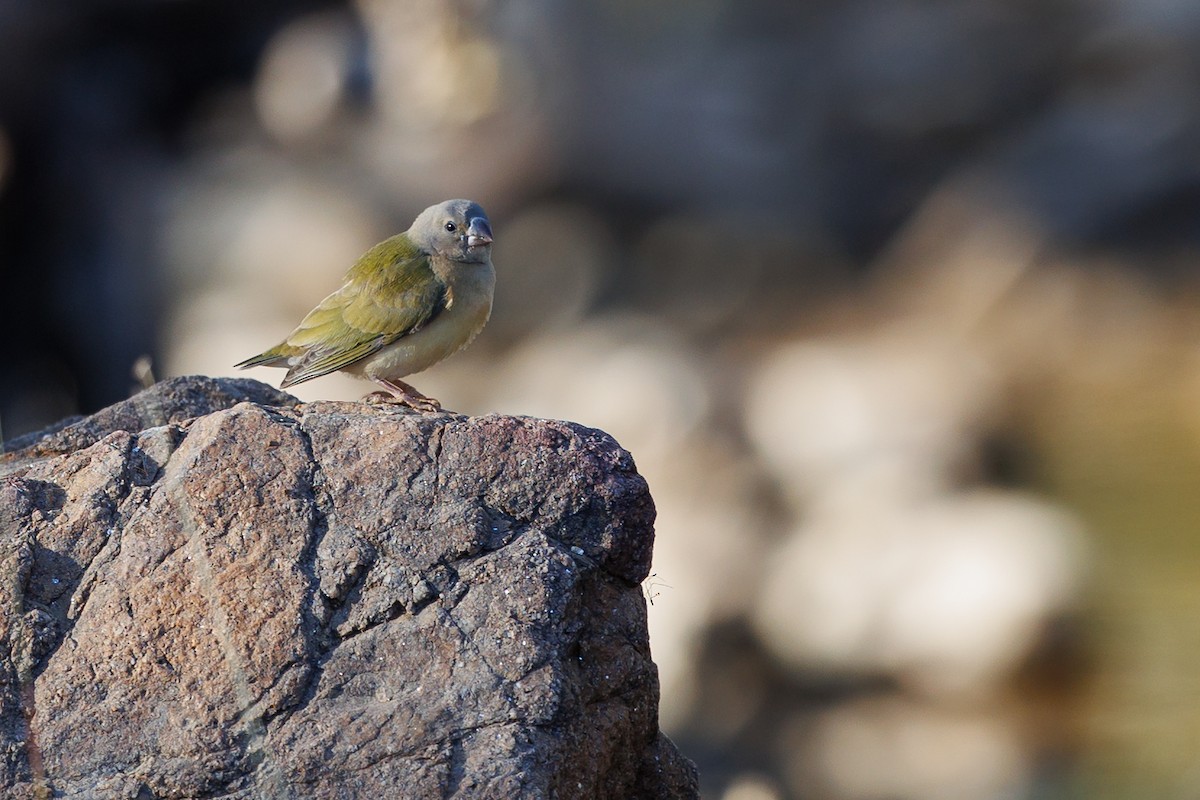 Gouldian Finch - ML621699594