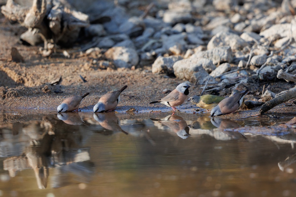 Gouldian Finch - ML621699595