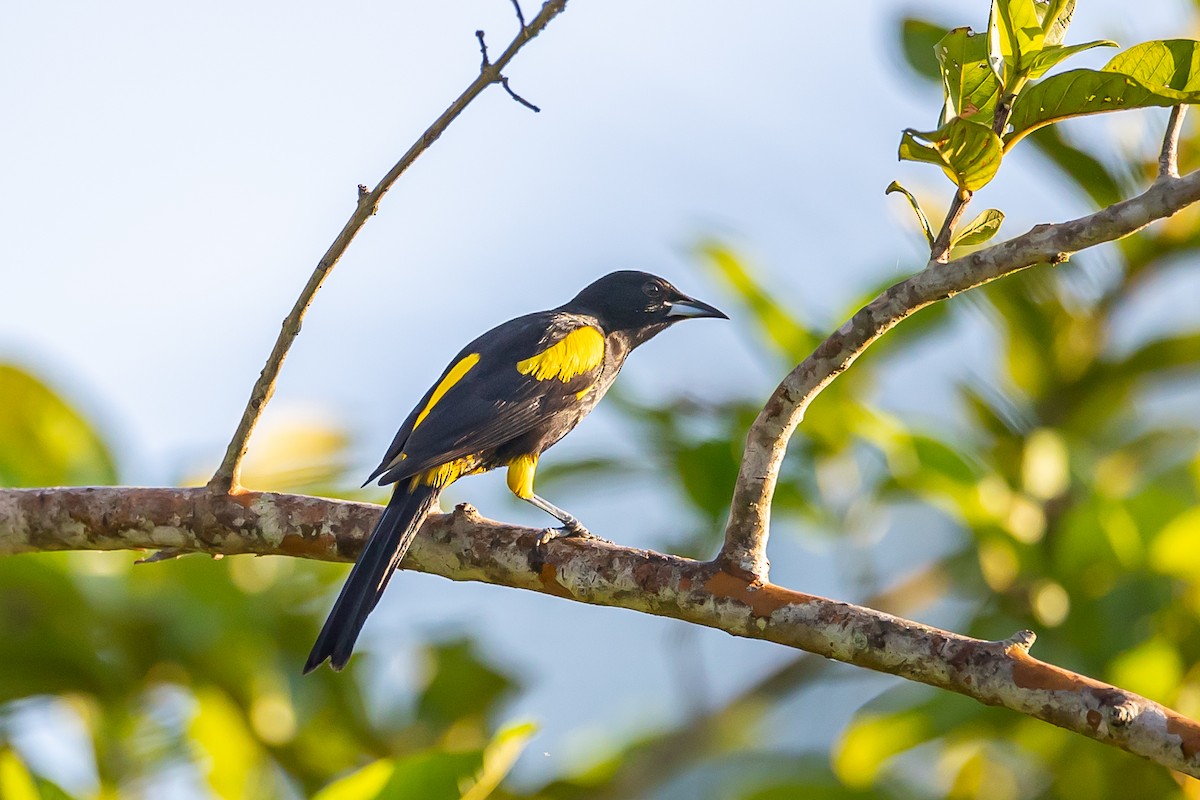 Oriole de Cuba - ML621699799